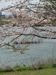 宮川河川敷の桜