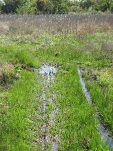 湿地帯