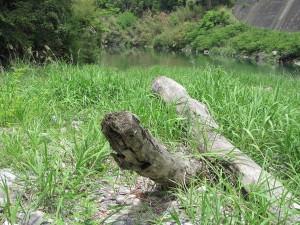 宮川 三瀬の渡し場跡の河岸