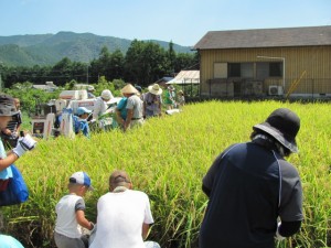 稲刈り体験（ふるさと村）