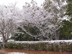2011年の初雪（御薗神社）