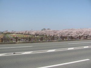 度会橋から宮川堤（右岸）の桜を望む
