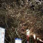 夜桜（宮川堤）