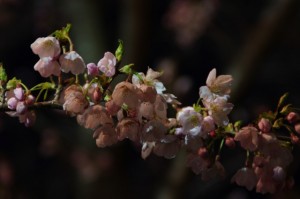 夜桜（宮川堤）