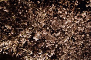 夜桜（王中島公民館）