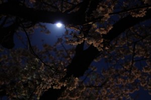 夜桜（王中島公民館）