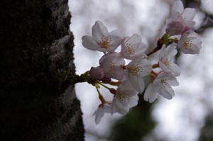 桜（宮川堤）