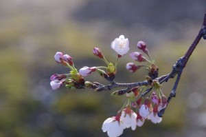 桜（御薗橋跡付近）