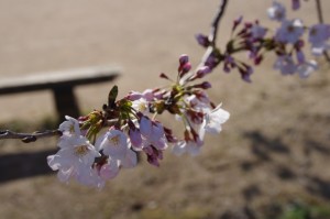 桜（御薗橋跡付近）