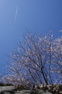 桜と飛行機（田丸城址）