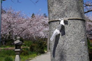 桜（有田神社）