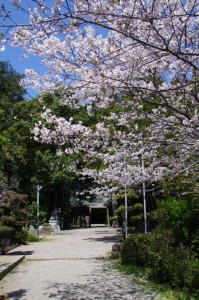 桜（有田神社）