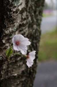 桜（箕曲神社近く）