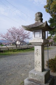 桜（箕曲神社）