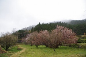 「三多気の桜」の近くの墓地付近