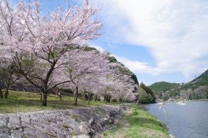 桜と雲出川（リバーパーク真見）
