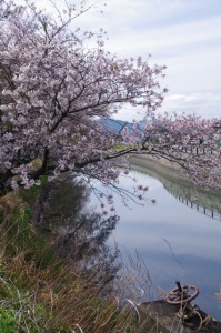 桜（桧尻川、ぎゅーとらＳＣハイジー店付近）