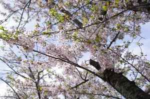 桜（桧尻川、ぎゅーとらＳＣハイジー店付近）