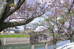 神習桜の案内板（桧尻川）