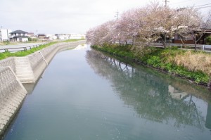 桜（桧尻川、小木橋の上流方向）