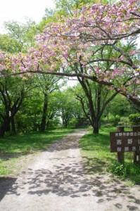 桜展示園
