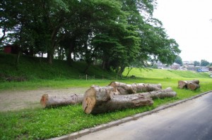 浅間堤と切り倒された大木