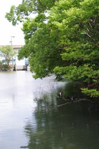 栄通神社の隣の池