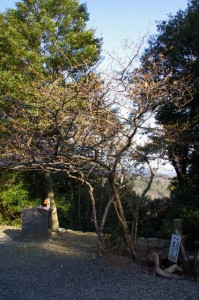 臘梅の木（丸興山庫蔵寺）