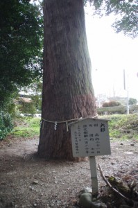 川添神社の大杉（大台町）
