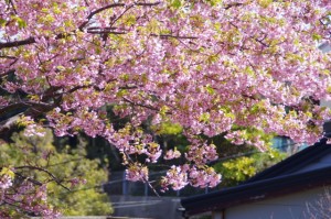 大慈寺付近の石階から眺める桜（志摩市大王町）