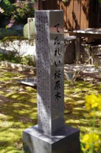 てんれい桜原木を示す標石（大慈寺）