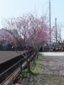 箕曲神社の桜の木々（伊勢市小木町）