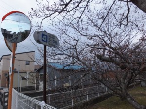 ゲートボール場の桜（伊勢市御薗Ｂ＆Ｇ海洋センター）