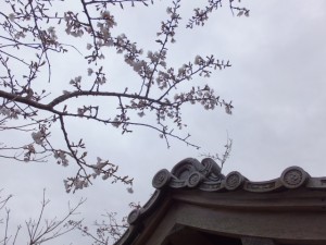 「桜の渡し」の説明板付近の桜
