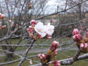 宮川堤の桜