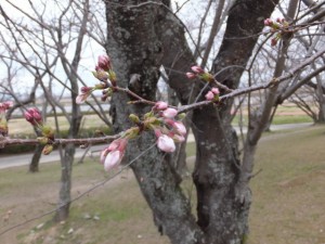 駿河堤付近の桜（宮川堤）