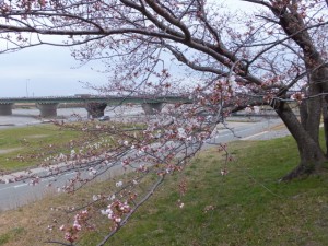 度会橋と桜（宮川堤）