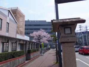 岩渕交差点付近の桜（御幸道路）