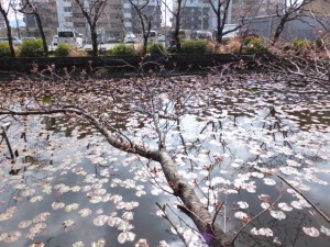 朧ヶ池の桜（船江上社）