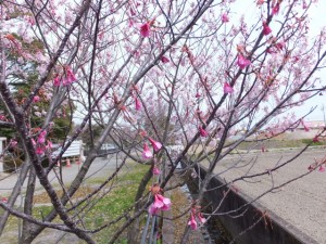 箕曲神社の寒緋桜と桜（伊勢市小木町）