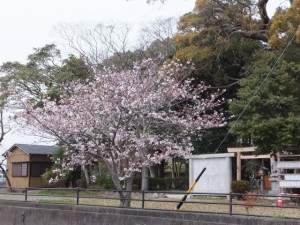 箕曲神社の桜（伊勢市小木町）