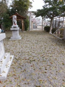 箕曲神社、春の落葉（伊勢市小木町）