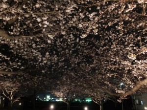 王中島公民館の夜桜（伊勢市御薗町）
