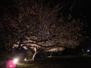 王中島公民館の夜桜（伊勢市御薗町）