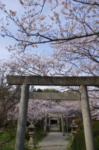有田神社の桜（伊勢市小俣町）