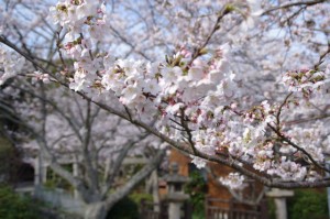 有田神社の桜（伊勢市小俣町）