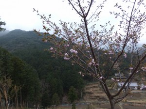宮山の山頂から見はらし場への途中の桜（伊勢市横輪町）