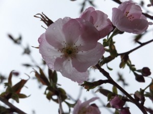 宮山の山頂から見はらし場への途中の桜（伊勢市横輪町）