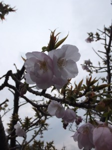 桂林寺前の横輪桜（伊勢市横輪町）