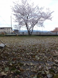 箕曲神社の桜と春の落葉（伊勢市小木町）